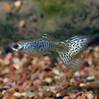 Green Cobra Guppy (Pair)