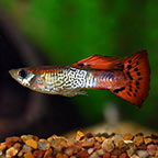 Red Cobra Delta Guppy 