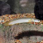 Cuvier Bichir