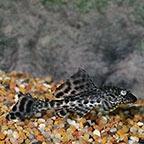 Trinidad Pleco