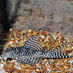 Gypsy King Tiger (L-66) Plecostomus