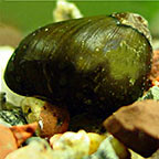 Olive Nerita Snail