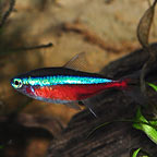 Cardinal Tetra 