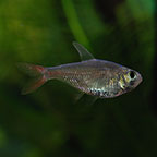 Red/Blue Columbian Tetra