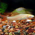 Freshwater Sharks for Sale: Freshwater Aquarium Shark Species