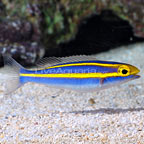 Small Toothed Whiptail