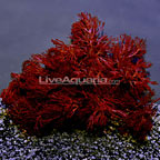 Red Gracilaria Feeding Algae, Aquacultured