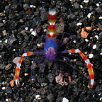 Banded Coral Shrimp, Blue