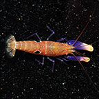 Bullseye Snapping Shrimp 