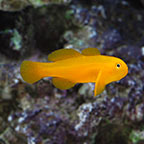 Clown Goby, Yellow