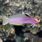 Dartfish Marine Fish