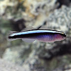 ora captive bred fish