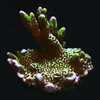 ORA® Aquacultured Spongodes Coral