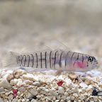 Tiger Goby, Captive-Bred ORA®