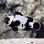 ORA® Captive-Bred Premium Black Snowflake Clownfish ORA® Captive-Bred Premium Black Snowflake Clownfish