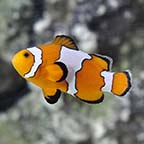 Clownfish