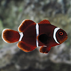 Gold Stripe Maroon Clownfish