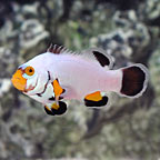 Platinum Percula Clownfish, Captive Bred