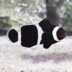 ORA® Captive-Bred Black & White Ocellaris Clownfish ORA® Captive-Bred Black & White Ocellaris Clownfish