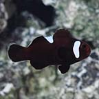 Extreme Misbar Black & White Ocellaris, Captive-Bred ORA® Extreme Misbar Black & White Ocellaris, Captive-Bred ORA®