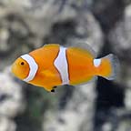 Clownfish