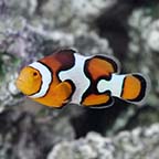 ORA® Captive-Bred Picasso Percula Clownfish