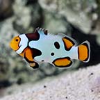  ORA® Captive-Bred Premium Picasso Percula Clownfish