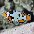 ORA® Captive-Bred Premium Picasso Percula Clownfish ORA® Captive-Bred Premium Picasso Percula Clownfish