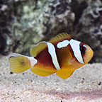 Spotcinctus Clownfish, Captive-Bred