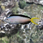  Captive-Bred Harptail Blenny