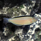 ORA® Captive-Bred Smith's Blenny