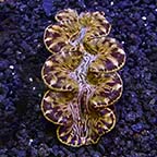 ORA® Aquacultured Ultra Gold Maxima Clam