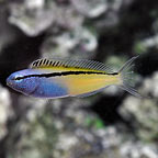 Blackline Blenny, Captive-Bred