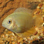 Gold Severum