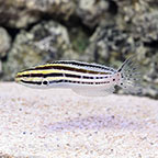  Captive-Bred Striped Blenny