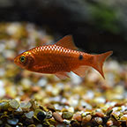 Rosy Barb, Male Group