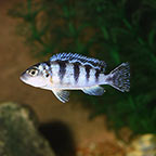 Kenyi Cichlid