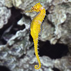 Barbouri Seahorse, Captive-Bred