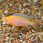 Albino Peacock Cichlid