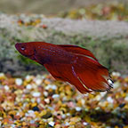 Siamese Fighting Fish: Betta - Male