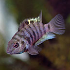 Black Convict Cichlid