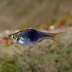 Rasboras Freshwater Fish