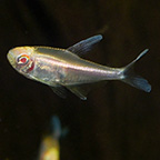 Black Neon Albino Tetra