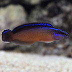 Black Neon Dottyback, Captive-Bred