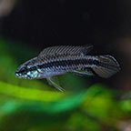 Black Stripe Dwarf Cichlid 