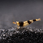 Blackberry Bee Shrimp