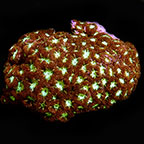 Blastomussa Merletti Coral