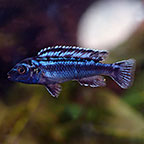 Blue Johanni Cichlid