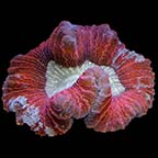 Brain Coral, Trachyphyllia 