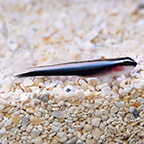 Broadstripe Goby